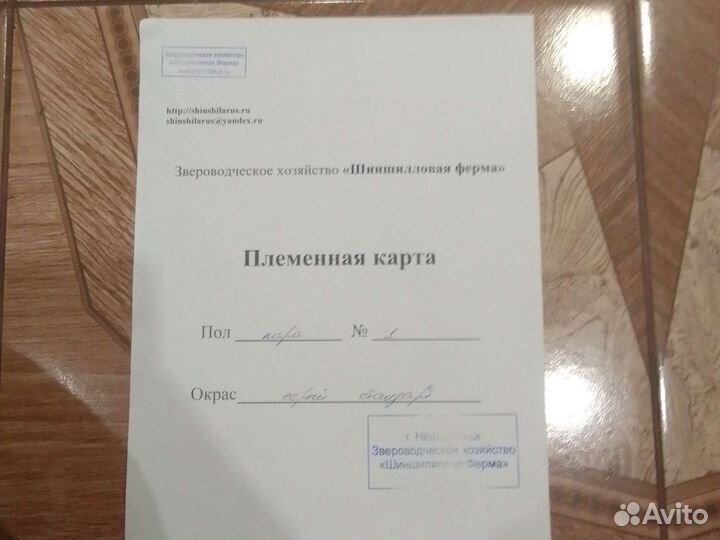 Шиншиллы