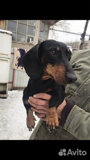 Такса Ральфик