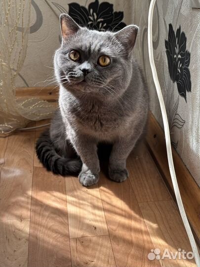 Шотландский кот