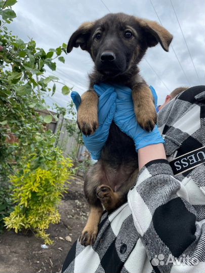 Щенок в добрые руки