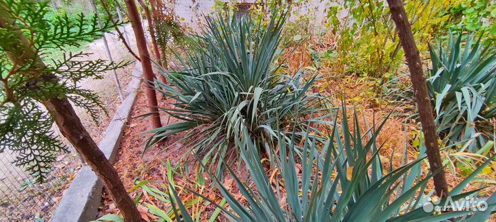 Юкка нитчатая