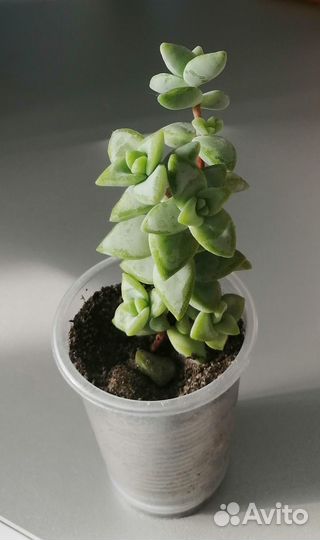 Крассула наскальная. Crassula rupestris