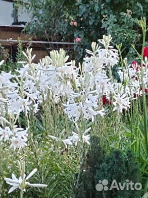 Лилия кандидум