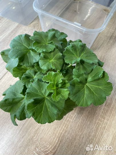 Пеларгония