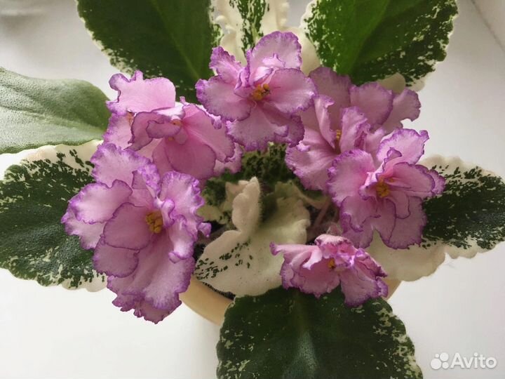 Сортовые фиалки