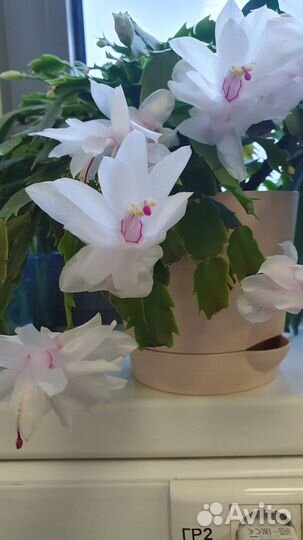 Декабрист белый и розовый