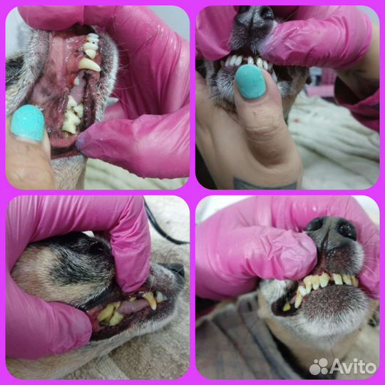 Ультразвуковая чистка зубов собакам и кошкам