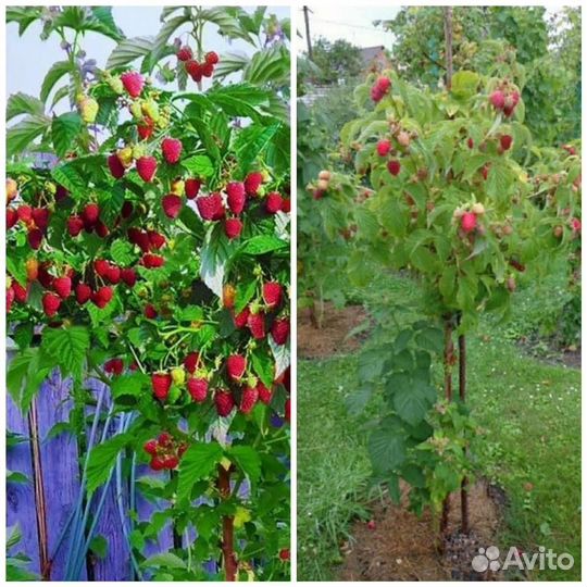 Продам малиновые деревья