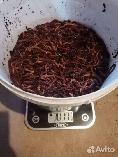 Червь дендробена