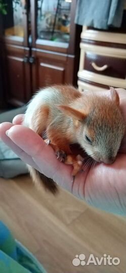 Вольерные алтайские белки