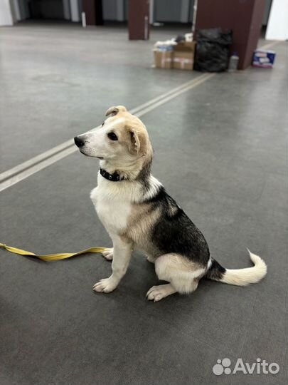 Щенок мальчик