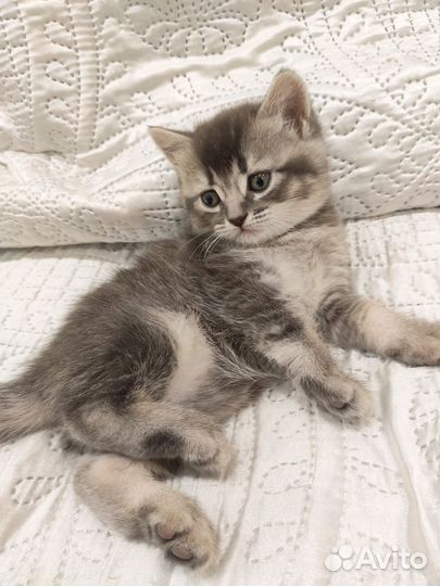 Котята Британские