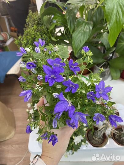 Кампанула жених и невеста