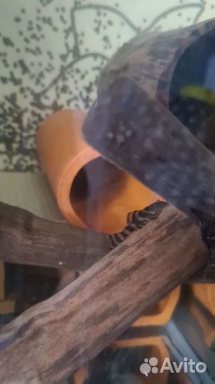 Номерные сомы L206