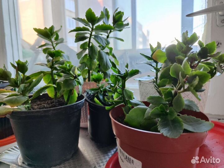 Каланхоэ и Алое