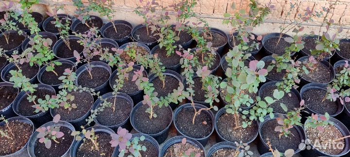 Барбарис тунберга Атропурпуреа