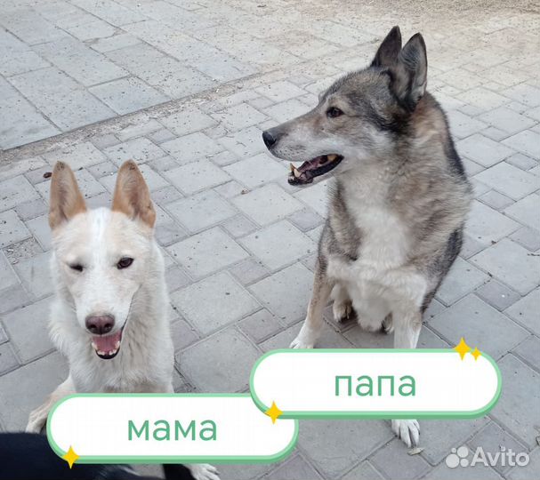 Отдам в добрые руки