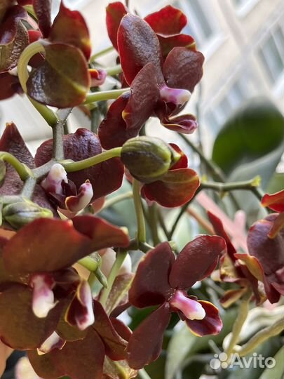 Орхидея фаленопсис детка