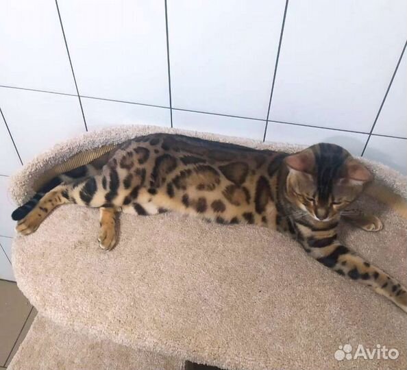 Бенгальский кот с правом разведения