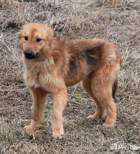 Щенок - подросток