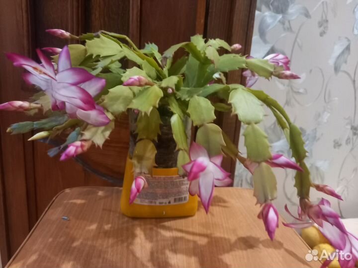 Декабрист шлюмбергера