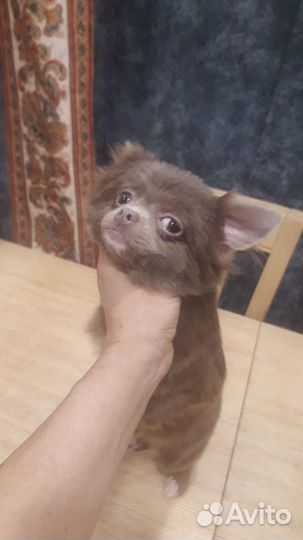 Чихуахуа мини девочка цвет Ирис