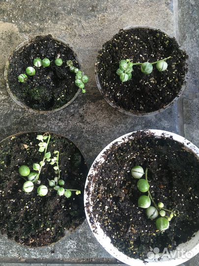 Комнатные растения цветы