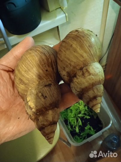 Африканские улитки