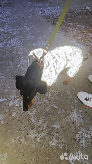 Собака в добрые руки отдам бесплатно