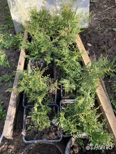 Туя смарагд