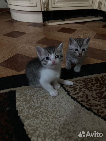 Котята в добрые руки мальчики