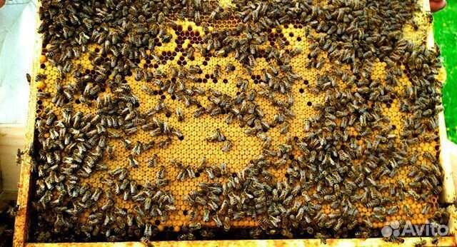 Продаю пчелосемьи