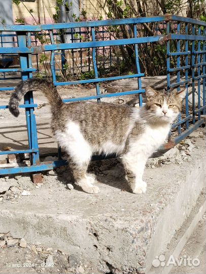 Котик в добрые руки