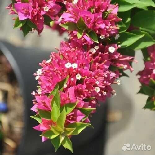 Карликовая бугенвиллия Mini Tai