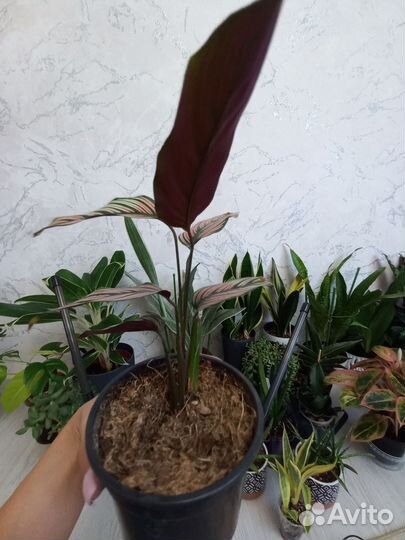 Калатея white стар