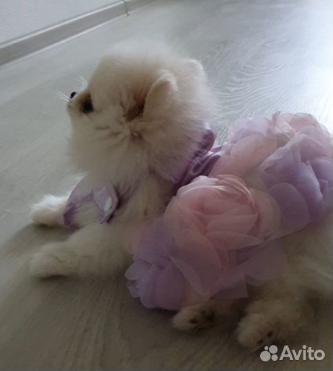 Платье для маленькой собачки до 1- 1.5 кг