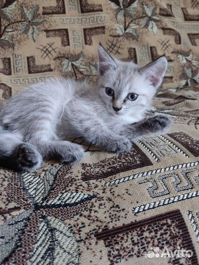 Кошка в дар бесплатно