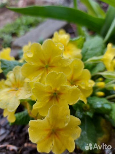 Примулы много разных