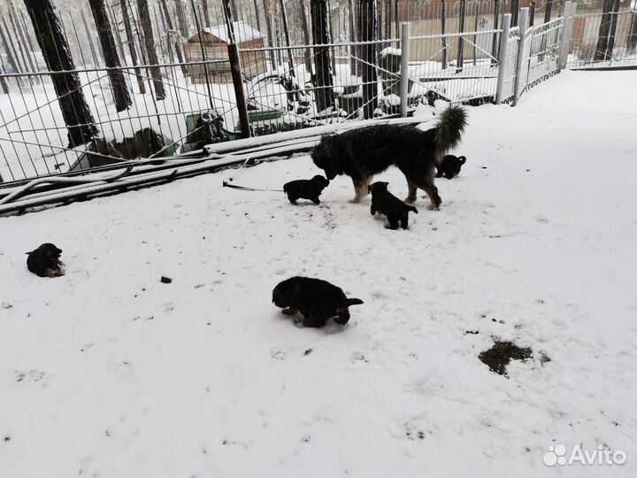 Продам щенков немецкой овчарки и кавказца