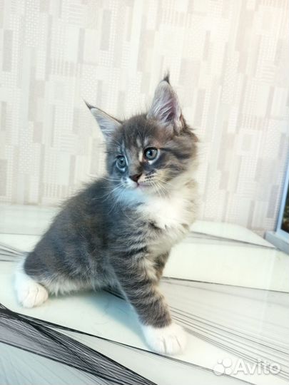 Котята мейн-кун