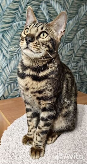 Бенгальская кошка