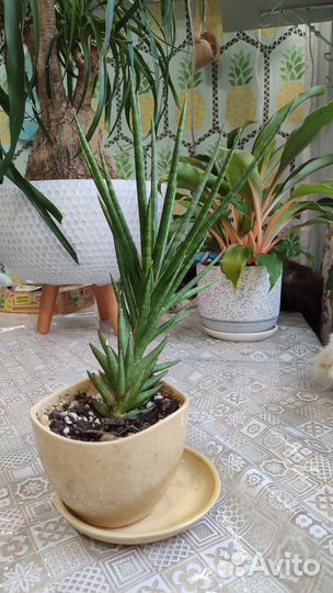 Сансевиерия Францизи