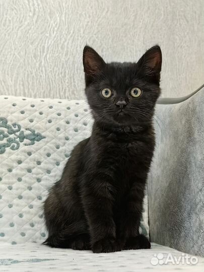 Котенок мальчик в добрые руки