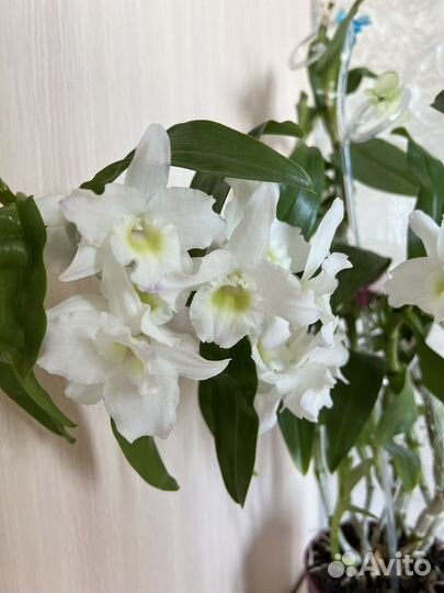 Дендробиум Нобиле отростки