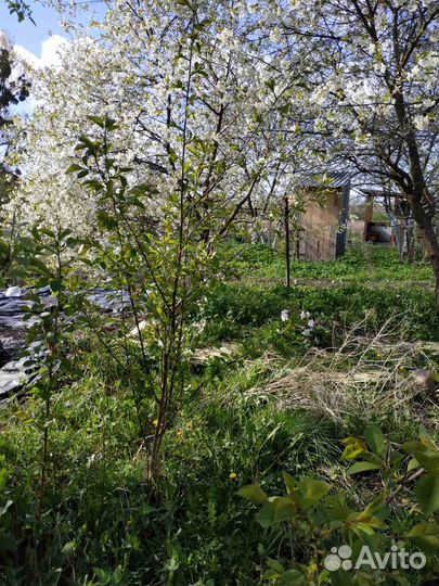 Крупная сортовая вишня саженцы