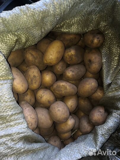 Семенной картофель