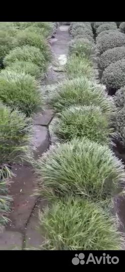 Лаванда, размарин, тимьян, флокс, хоста и другие