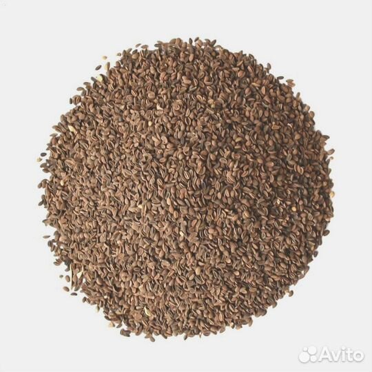 Фацелия, семена от производителя оптом