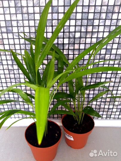 Пальма Арека Хризолидокарпус Лутесценс