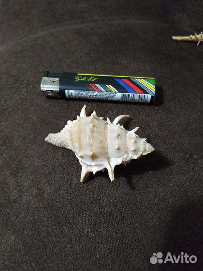 Разные ракушки